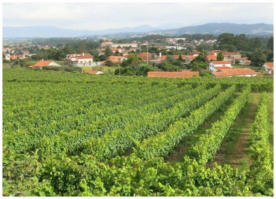 Vignes de la Quinta dos Curvos - Vinho verde