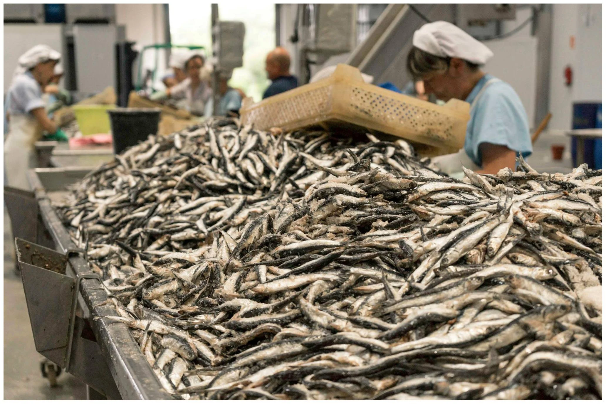Travail de sélection du poisson -Conserves La Gloria - Costera - Asturies Espagne - Nouvelle Vague l'épicerie de la pêche à Bordeaux