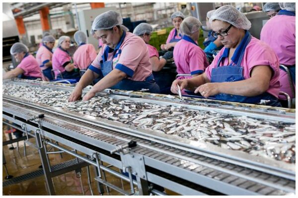 Selection du poisson - La Rose - Conserves de sardines du Portugal