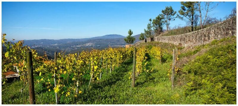 Parcelle de Vinho verde - Anselmo Mendes