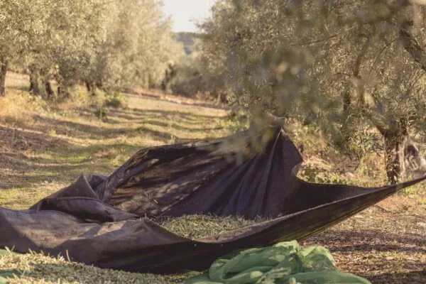 Ramassage des olives - Casa Anadia - Huile d'olive extra vierge du Portugal