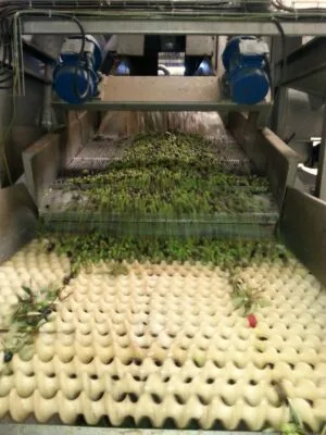 Sélection des olives - Casa Anadia - Huile d'olive extra vierge du Portugal