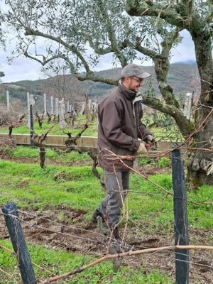 Taille des vigne de Antonio Madeira du Dao - Vins du Portugal