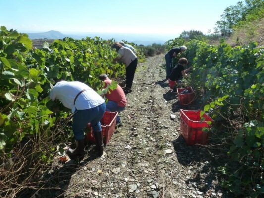 Vendanges à la quinta - Dona Berta - Vins du Douro - Le Comptoir du Portugal