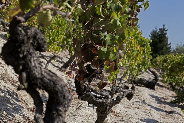 Vieilles vigne de Antonio Madeira en Dao - Vins du Portugal