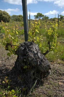 Vieilles vignes de la la propriété viticole - Dona Berta - Vins du Douro - Le Comptoir du Portugal