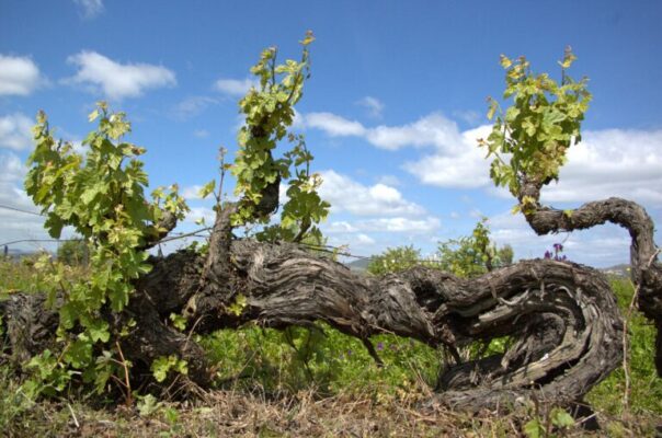 Vignes centenaires de la quinta - Dona Berta - vins du Douro
