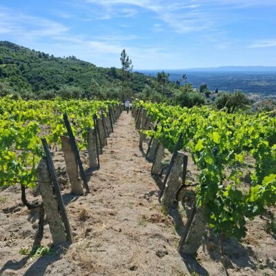Vignes de Antonio Madeira à 700m d'altitude dans le Dao - Vins du Portugal