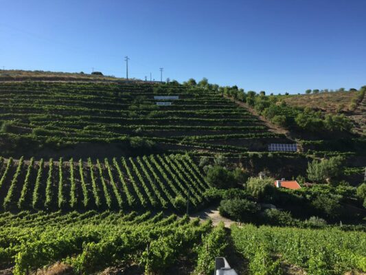 Vignes de la la propriété viticole - Dona Berta - Vins du Douro - Le Comptoir du Portugal