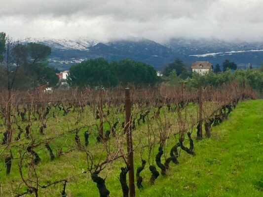 Vignes de la propriété viticole - Casa da Passarela - Le Comptoir du Portugal