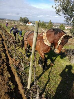 labours dans les vignes du Dao de Antonio Madeira - Vins du Portugal